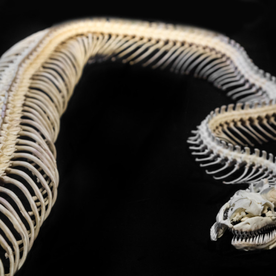 Otkriveni fosilni ostaci jedne od najvećih zmija koja je ikada živela