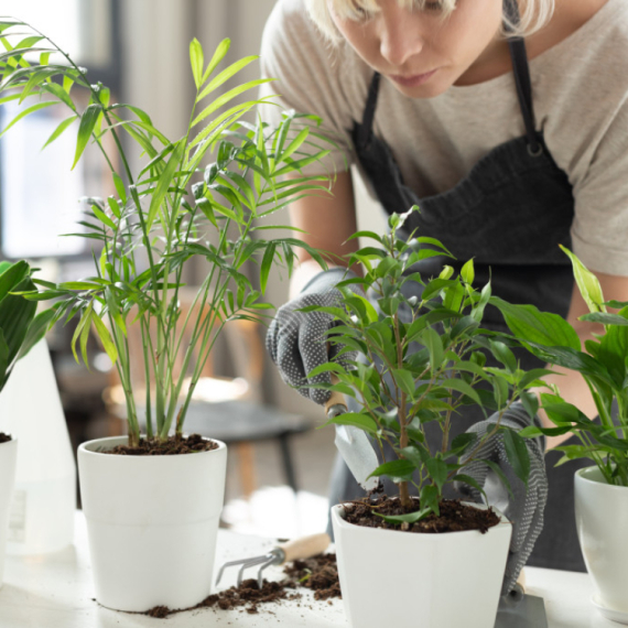 Ekspert otkriva koju biljku nikako ne treba da držite blizu životinja: "Opasna je za kućne ljubimce"