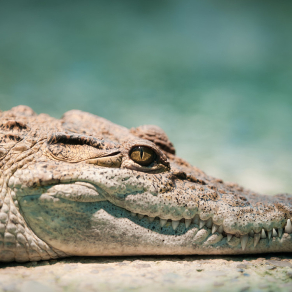 Ženu napao aligator, delovi tela nađeni na obali FOTO