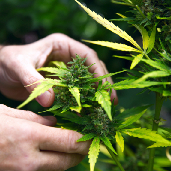 Alarmantni podaci iz SAD: Nakon legalizacije kanabisa raste broj hospitalizacija zbog srčanih problema