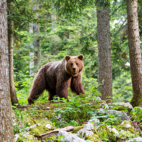 Raste broj napada medveda: Evo kako planiraju da reše problem