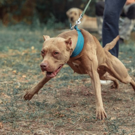 Pit bul u Americi upucao vlasnika