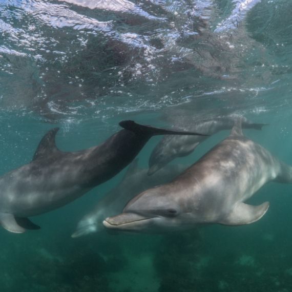 Ove vrste delfina su na ivici izumiranja