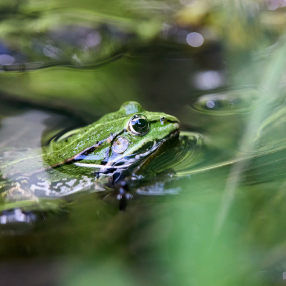 Otkrivena nova vrsta žabe
