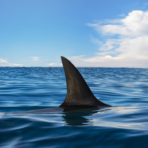 Shark encounters in the Adriatic: The latest caught near Petrovac