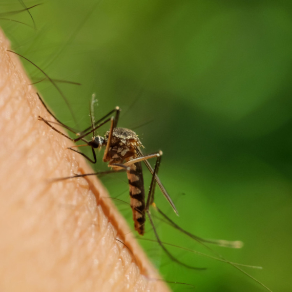 Virus Zapadnog Nila: Kako nam komarci donose tropske viruse?