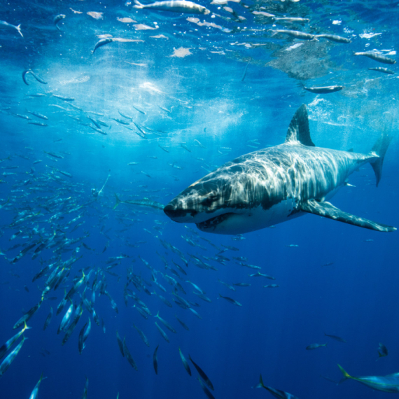 Ajkule pozitivne na kokain na popularnoj turističkoj destinaciji