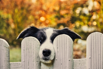 Slika za Poziv za vlasnike pasa: Ako ispunjavate ove uslove, dobijate od 50 do 75 evra