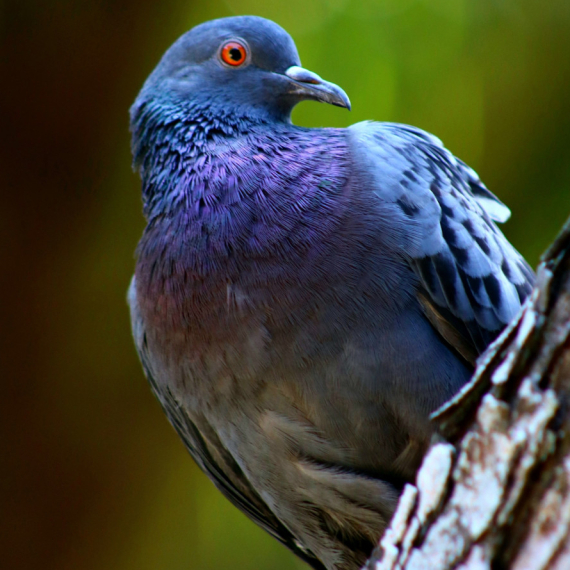 Policija uhapsila ženu jer je hranila golubove