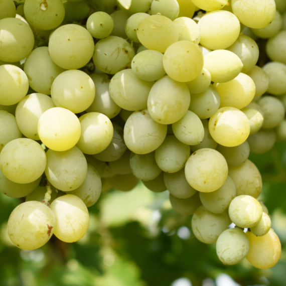 Nekada prezrena srpska sorta danas jedna od najboljih na svetu