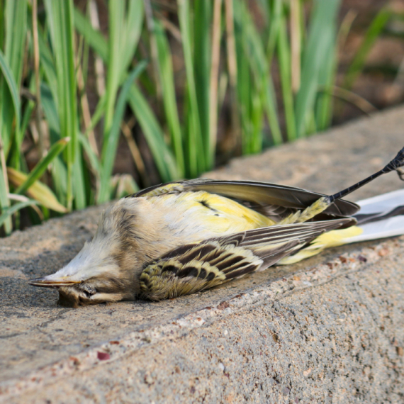 Pojavio se ptičji grip: Na snazi preventivne mere