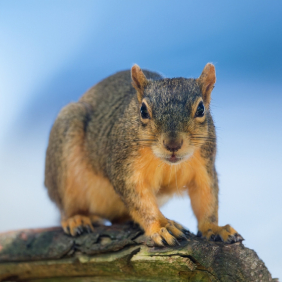 Veverica "pušila" elektronsku cigaretu u parku