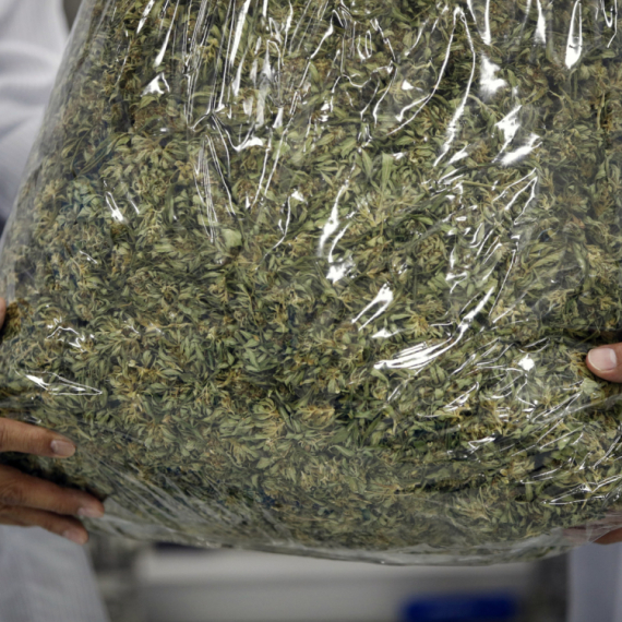 Potpisano: Marihuana može da se koristi u medicinske svrhe