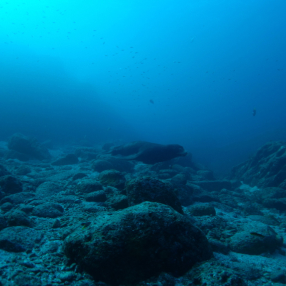 U sedimentima sa dna severnog Atlantika otkriven snažno namagnetisan fosil