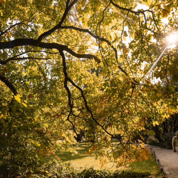 Prolećni dan: 26 stepeni u novembru