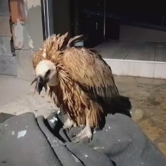 Kralj srpskog neba pronađen na 2.300 km od Srbije: "U jako lošem stanju" FOTO