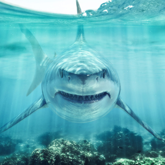 Haos zbog ajkula na društevnim mrežama: Kruže lažirani snimci