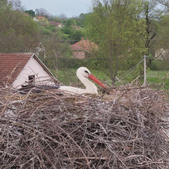 Nesvakidašnja priča o ljubavi između čoveka i ptica: Vraćaju mu se svakog proleća FOTO