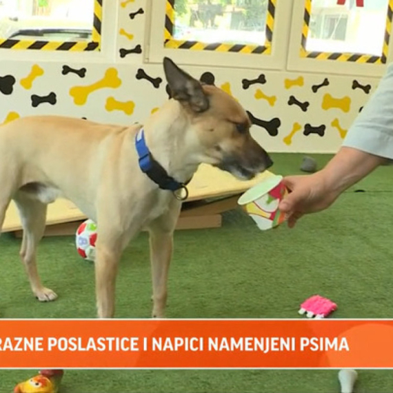 Igraonice za pse sve popularnije: Ovde ljubimac može popiti "papućino" VIDEO