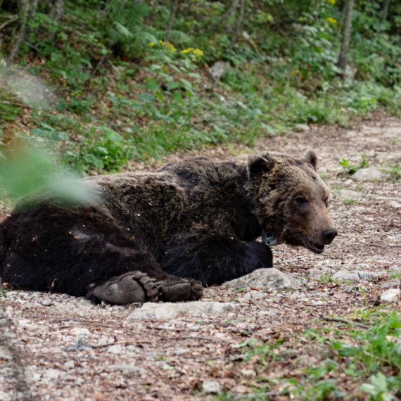 Vidiš medveda, ne vidiš medveda FOTO