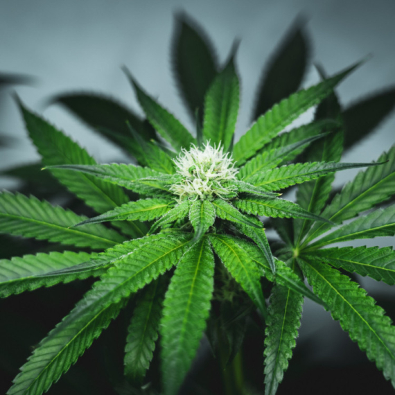 Da li će Srbija legalizovati marihuanu? VIDEO