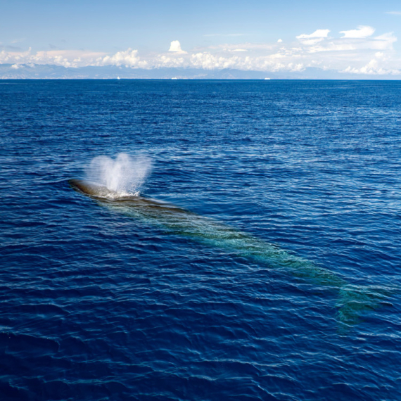 Dronovi otkrili smrtonosni virus u mlaznicima - izdasima arktičkih kitova