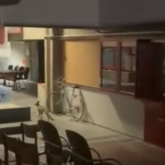 Filozofski fakultet u Novom Sadu - leglo zaraze VIDEO
