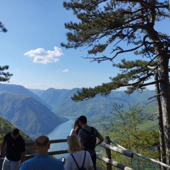 This tree grows only along the Drina River and is the pride of Serbia: Tara National Park marks three jubilees