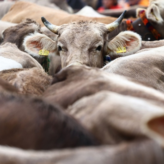 Livestock Prices Fall Across Serbia