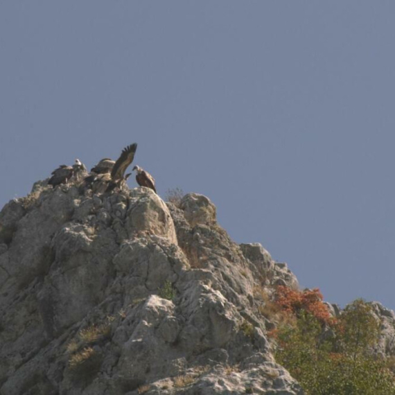 Vratio se Munja: Nakon letovanja na Alpama, beloglavi sup stigao u kanjon Uvca