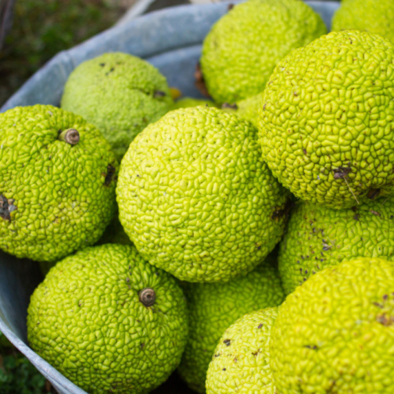 Gazite ih po praku, ali zelene "lopte" poseduju brojna lekovita svojstva