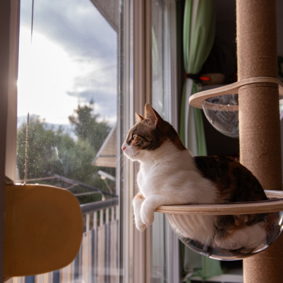 Mačka prestupnik: Vlasnica mora da plati kaznu od 1.250 evra – mačak je stalno išao kod komšije