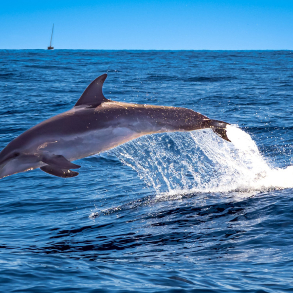 Delfin Mimo se vratio u Jadransko more: Prevario pratnju VIDEO