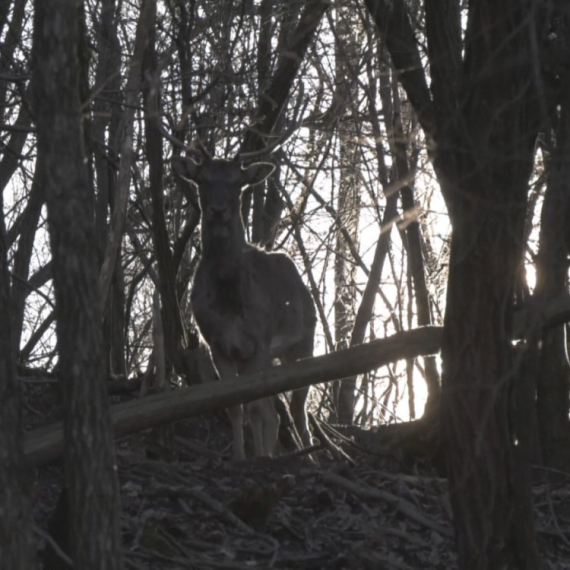 Beli jelen sa Lovćena doveden u Šumadiju: Jedinstvena farma u Srbiji FOTO