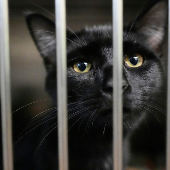 Prvo su bile ugrožene, a sada vladaju: Naučnici krivi za porast broja divljih mačaka