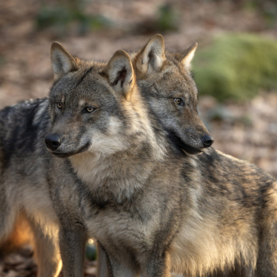 Primećeno neobično ponašanje kod vukova: Naučnici sumnjaju na jedno