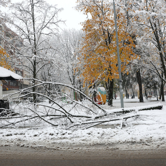 Horor u Sarajevu: Stablo palo i ubilo ženu