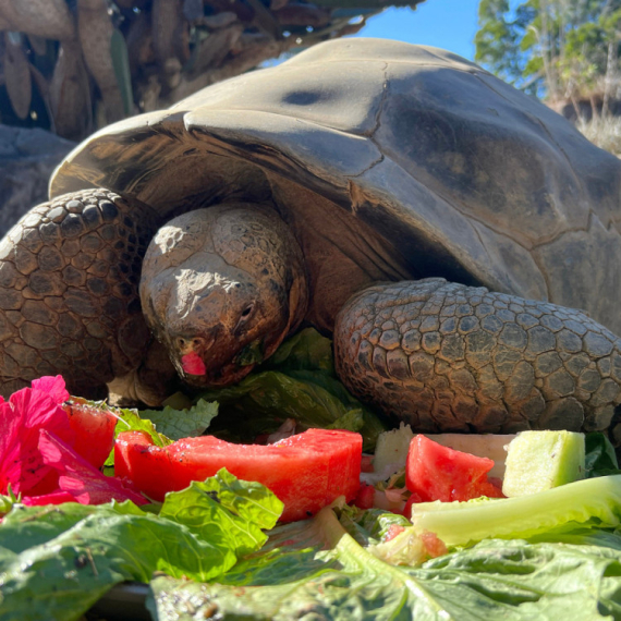 Uginula džinovska kornjača Grema, stara oko 140 godina: "Svedok istorije i voljena ikona" FOTO