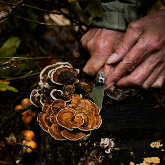 Pečurkama iz Černobilja ni galaktička kosmička radijacija ne može ništa: Nova otkrića naučnika