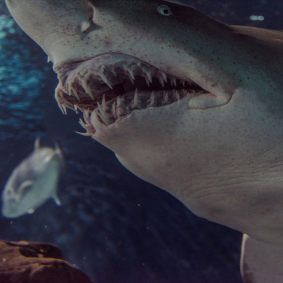 Otrkiveni ostaci praistorijske ajkule duge osam metara FOTO