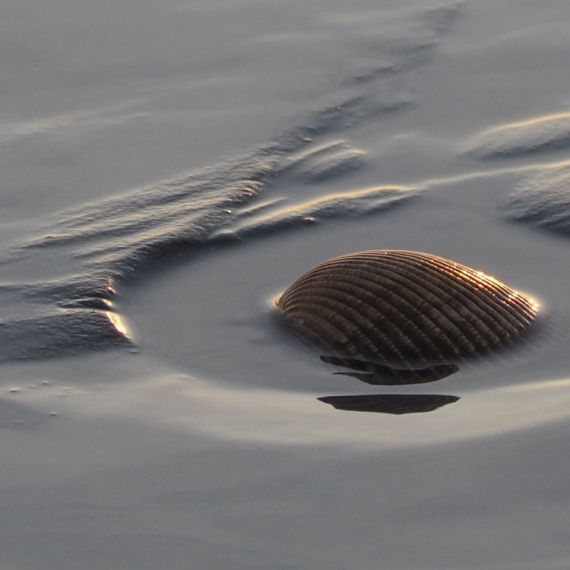 Neverovatno otkriće: Najstariji ikada pronađen?