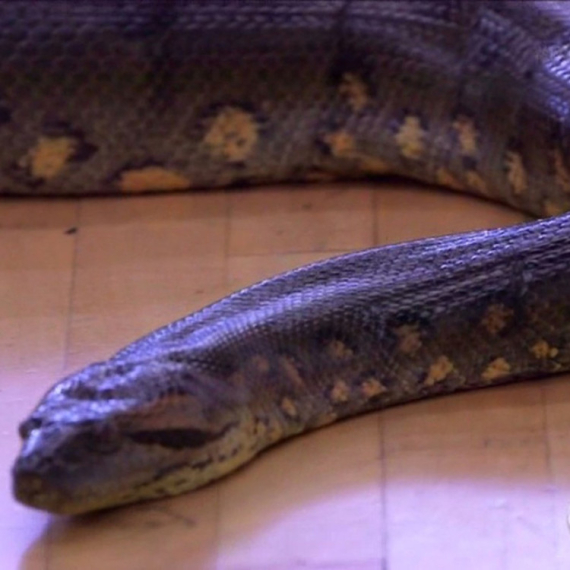 Pronađena zmija veličine gradskog autobusa i teža od jedne tone FOTO/VIDEO