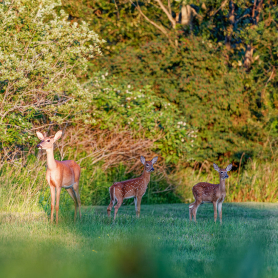 Susret za pamćenje: Vladimir je ugledao srnu na putu i odlučio da joj pomogne VIDEO