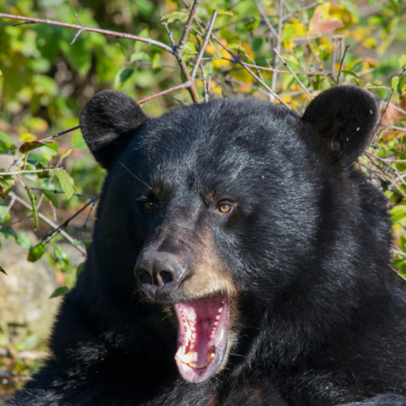 Medved ušao čoveku u kuću i nije hteo da je napusti više od mesec dana: Situacija konačno rešena VIDEO