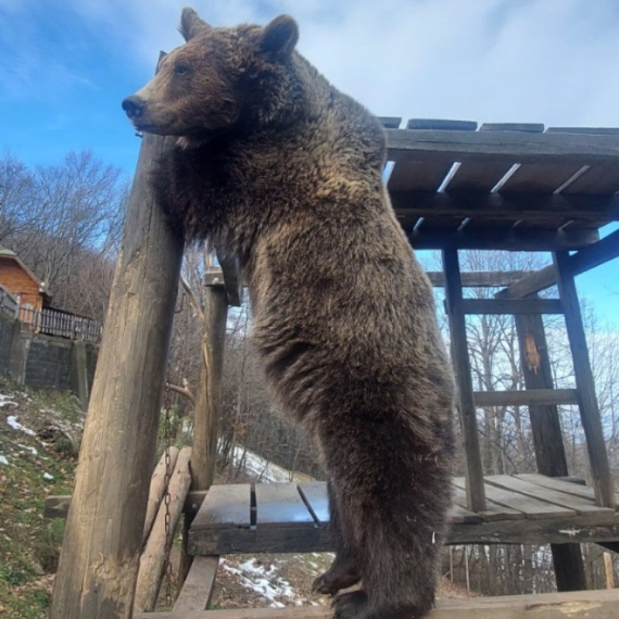 Medvedice Maša i Ljubica spasene od smrti: Atrakcija na planini Ozren FOTO