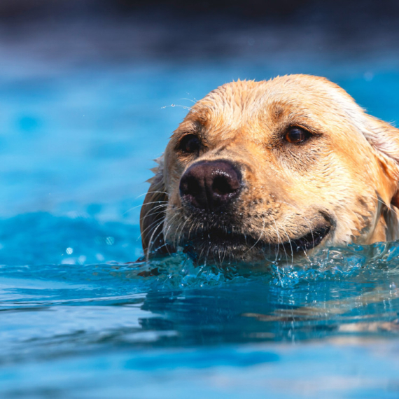 Vlasnik pokušava da spreči psa da skače u bazen: Snimak postao hit VIDEO