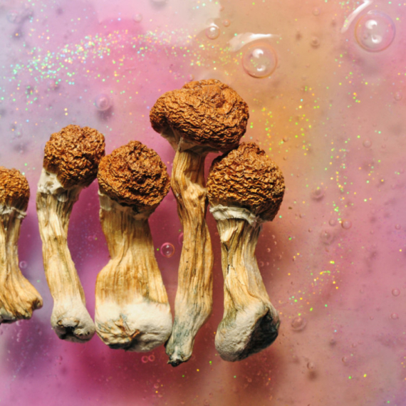 Da li ste čuli za pečurke koje izazivaju "liliputanske halucinacije"? Svako ko ih pojede vidi patuljke VIDEO