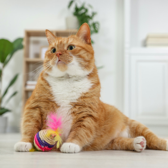 Firma zaposlila mačka za menadžera: Uslovi za rad san svih ljudi FOTO/VIDEO