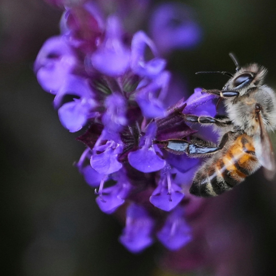 Sve je manje pčela: Zameniće ih roboti?