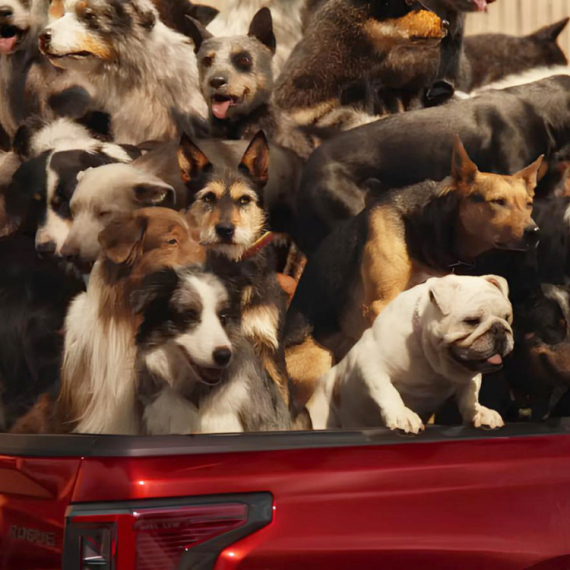 Toyotina reklama sa psima podigla prašinu: "Ne možete ih tako prevoziti" VIDEO